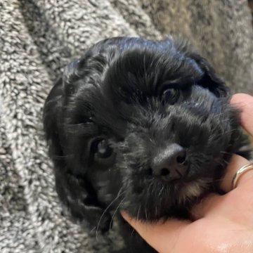 コッカプー(トイプードル×アメリカンコッカースパニエル)【茨城県・男の子・2024年11月22日・ブラック】の写真「一人っ子の僕ちゃんです」