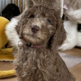 スタンダードプードル