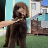 スタンダードプードル