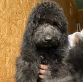 スタンダードプードル