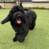 スタンダードプードル