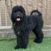 スタンダードプードル