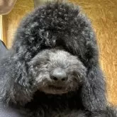 スタンダードプードル