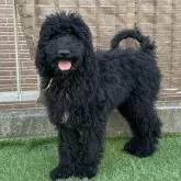 スタンダードプードル