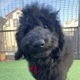 スタンダードプードル