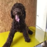 スタンダードプードル【茨城県・男の子・2025年6月15日・ブラウン】の写真2