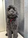 スタンダードプードル【茨城県・女の子・2025年6月30日・ブラック】の写真2