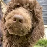 スタンダードプードル【茨城県・男の子・2025年6月15日・ブラウン】の写真3