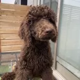 スタンダードプードル【茨城県・男の子・2025年6月15日・ブラウン】の写真4