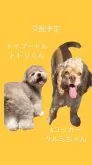 コッカプー(トイプードル×アメリカンコッカースパニエル)【茨城県・女の子・2025年6月9日・シルバーバフ】の写真6