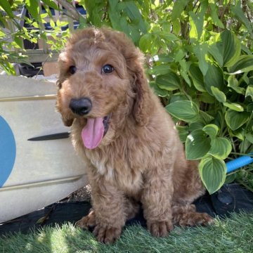 スタンダードプードル【茨城県・女の子・2024年2月26日・レッド】の写真「見学と同時に連れ帰り可能です。」