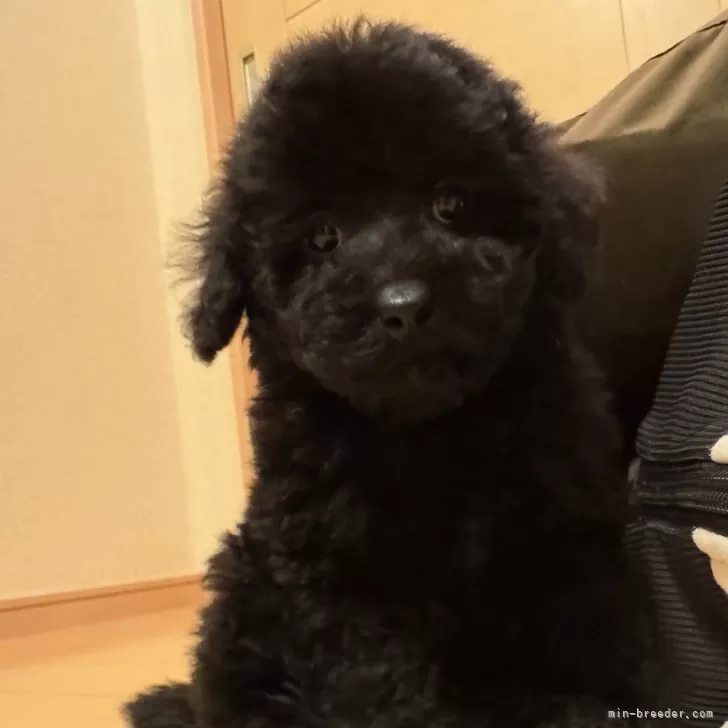 ID:2411-05281の子犬