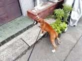 ボクサー【埼玉県・女の子・2025年5月22日・フォーン】の写真3