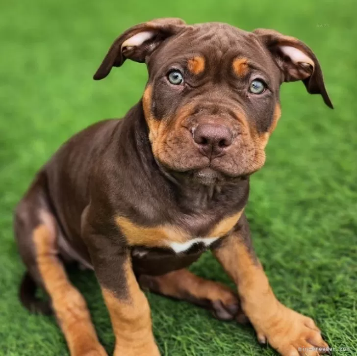 ID:2503-04766の子犬