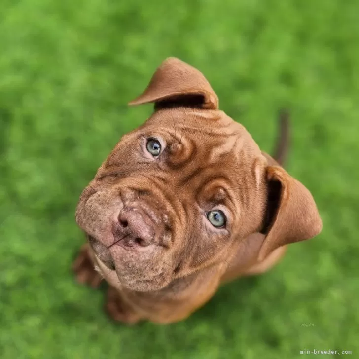 ID:2503-04804の子犬