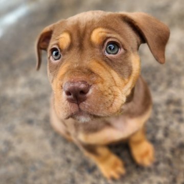 ブラウン系の子犬を探す｜ブリーダー直販の子犬販売【みんなの ..., 画像サイズ:360x360