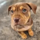 アメリカンピットブルテリア【岡山県・女の子・2025年1月13日・チョコタン】の写真1「食欲旺盛、兄妹達とすくすく成長中」