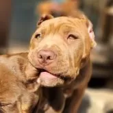 アメリカンピットブルテリア【岡山県・女の子・2025年1月13日・フォーン】の写真4