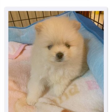 ポメラニアン【福岡県・男の子・2025年9月25日・クリーム】の写真「最終価格です🐶⚠️」