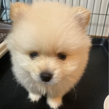 ポメラニアン【福岡県・男の子・2025年9月25日・クリーム】の写真「クリスマス前セール⛄️🎄❄️」