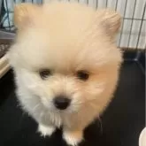 ポメラニアン