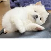 ポメラニアン【福岡県・男の子・2025年9月25日・クリーム】の写真5