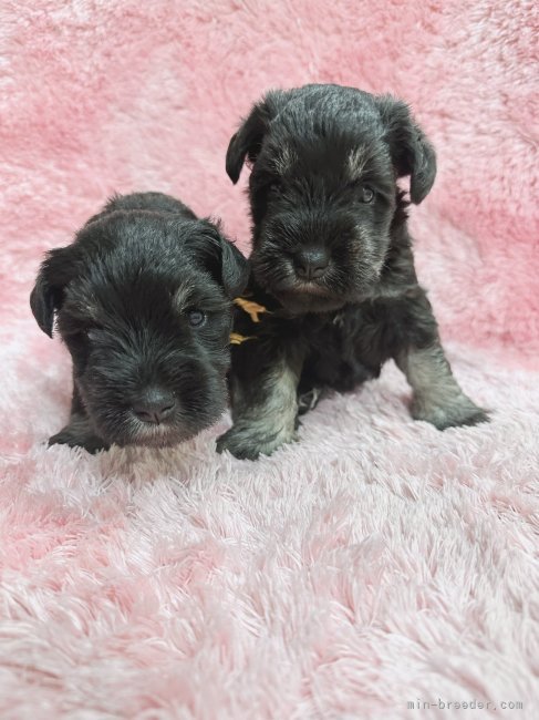 矢野貴久ブリーダーのブログ：生後4週間♫