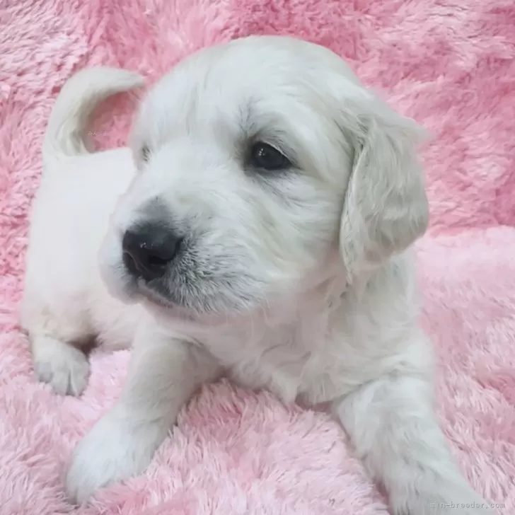 ID:2501-06973の子犬