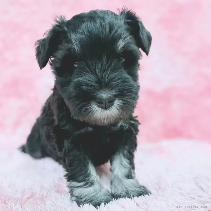 ミニチュアシュナウザー【大分県・女の子・2025年10月20日・ブラック&amp;シルバー】の写真1「甘えん坊な妹ちゃん🎀」