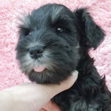 ミニチュアシュナウザー【大分県・女の子・2025年10月20日・ブラック&シルバー】の写真「父JKC.CH姉JKC&INT.CH優秀血統🐶」