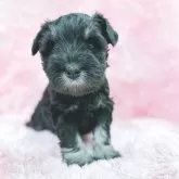 ミニチュアシュナウザー【大分県・女の子・2025年10月20日・ブラック&シルバー】の写真2「ベビーフェイスです☺️」