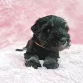 ミニチュアシュナウザー【大分県・女の子・2025年10月20日・ブラック&シルバー】の写真7「ゆっくりマイペースちゃん🎀」