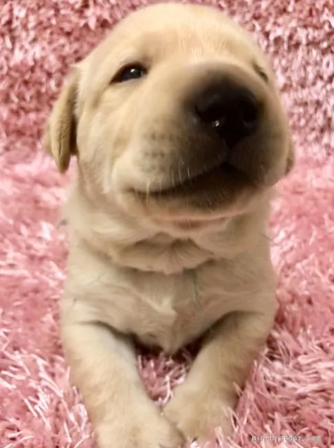 S.D 様のお迎えした子犬