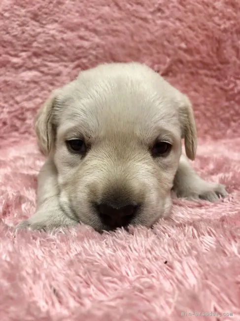 極意 様のお迎えした子犬