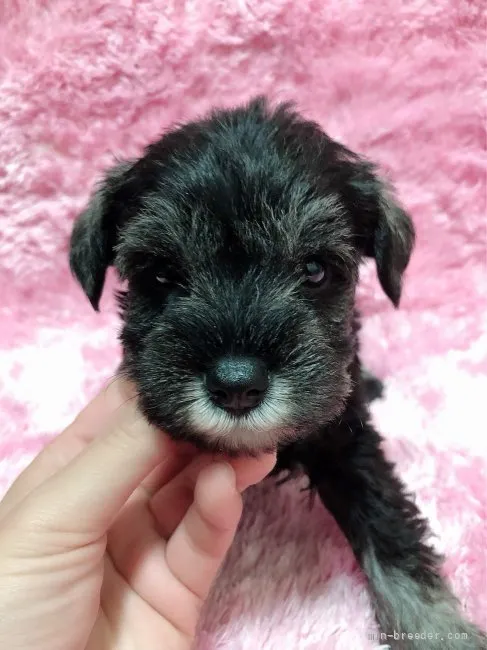 ID：2111-02315の子犬