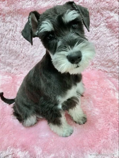 ID：2103-00676の子犬