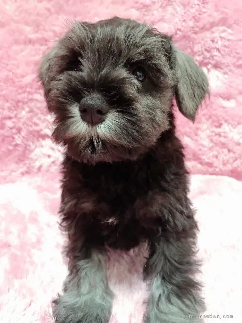 ID：2111-02289の子犬