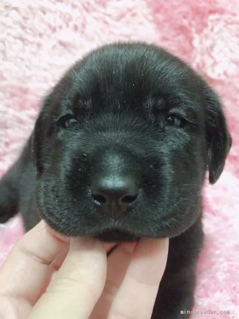 ID:2010-00376の子犬