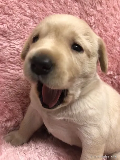 らぶ 様のお迎えした子犬