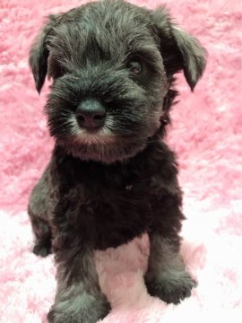 ミニチュアシュナウザー【大分県・男の子・2021年10月15日・ソルト&ペッパー】の写真「パパCH、ママCH直子の優秀な血統の赤ちゃんです🐶」