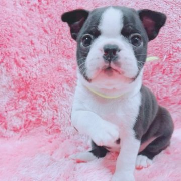 ボストンテリア【大分県・女の子・2023年9月1日・ボストンカラー】の写真「パパCH、ママCH血統の血統優秀な赤ちゃんです🐶」