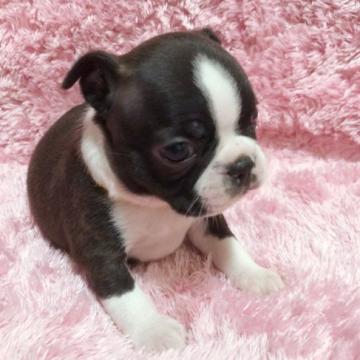ボストンテリア【大分県・男の子・2022年9月8日・ボストンカラー】の写真「パパCH、ママCH直子の血統優秀な赤ちゃんです🐶」
