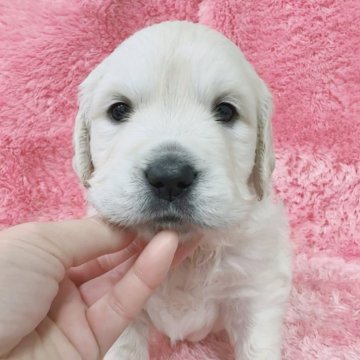 ゴールデンレトリバー【大分県・女の子・2023年11月27日・クリーム】の写真「祖父ロシアCH輸入犬、英国系の優秀な赤ちゃん🐶」
