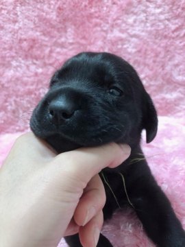 ラブラドールレトリバー【大分県・女の子・2020年9月12日・ブラック】の写真「前回の姉犬は警察嘱託犬になりました♬」