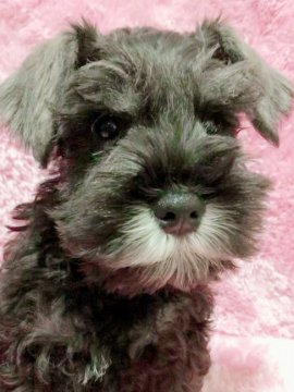 ミニチュアシュナウザー【大分県・男の子・2021年10月15日・ソルト&ペッパー】の写真「パパCH、ママCH直子の優秀な血統の赤ちゃんです🐶」