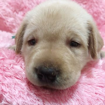 ラブラドールレトリバー【大分県・男の子・2020年9月12日・イエロー】の写真「前回の姉犬は警察嘱託犬になりました♬」