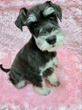 ミニチュアシュナウザー【大分県・女の子・2020年11月11日・ブラック&シルバー】の写真「パパINTCH、ママINTCH直孫の良血統🐶」