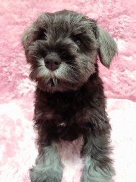 ミニチュアシュナウザー【大分県・女の子・2021年10月15日・ソルト&ペッパー】の写真「パパCH、ママCH直子の優秀な血統の赤ちゃんです🐶」