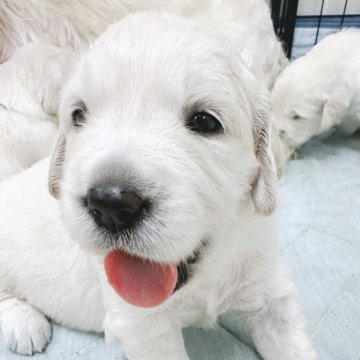 ゴールデンレトリバー【大分県・女の子・2024年5月31日・クリーム】の写真「祖父ロシアCH輸入犬、血統優秀な英国系です🐶」
