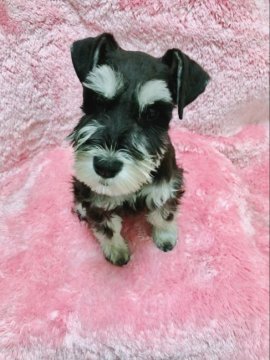 ミニチュアシュナウザー【大分県・女の子・2020年11月11日・ブラック&シルバー】の写真「パパINT.CH、ママINT.CH直孫の良血統🐶」